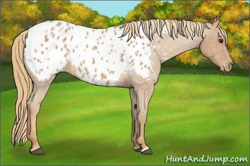 Horse Color: Unknown 