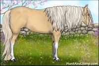 Horse Color:Gold Cream Champagne 