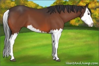 Horse Color:Bay Splash 