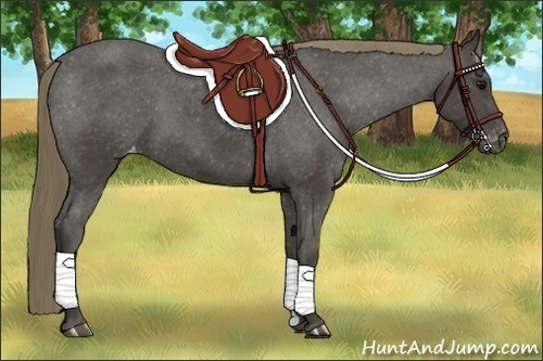 Horse Color:Smoky Black Appaloosa 