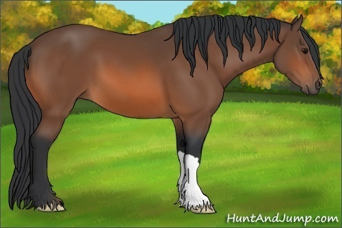 Horse Color: Bay 