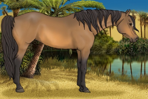 Horse Color: Buckskin 