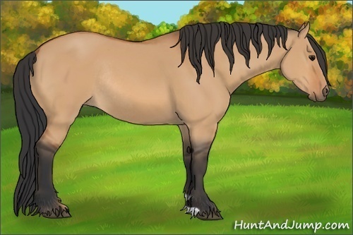 Horse Color:Bay Dun Rabicano 