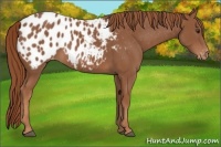 Horse Color:Chestnut Blanket 