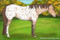 Horse Color:Amber Champagne Near Leopard 
