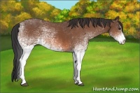 Horse Color:White Spotted Bay 