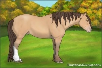 Horse Color:Amber Champagne
