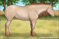 Horse Color:Buckskin Pearl Sabino 