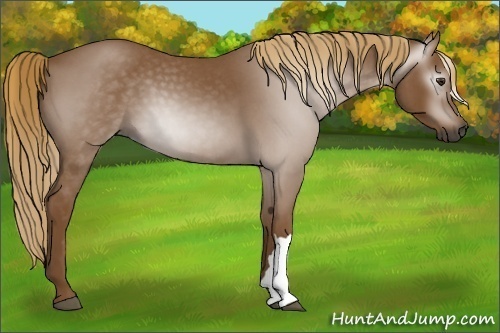 Horse Color:Gray Red Roan 