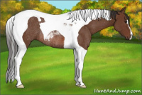 Horse Color:Bay Tobiano Rabicano
