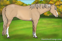 Horse Color:Red Dun Splash Tobiano 