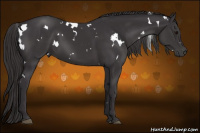 Horse Color:White Spotted Buckskin 