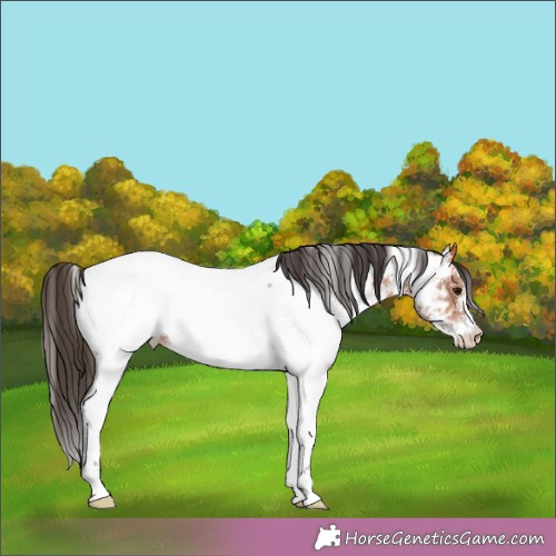 Horse Color: Bay Sabino Near Fewspot 