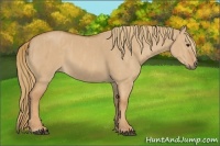 Horse Color:Red Dun Brindle