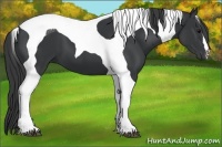Horse Color:Black Tobiano 