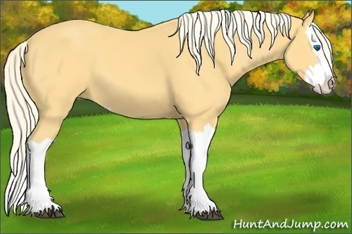 Horse Color: Palomino Splash 