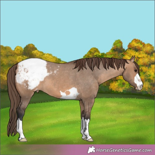 Horse Color: Bay Dun Snowcap 