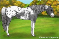 Horse Color:White Spotted Black Splash Tobiano Frame Appaloosa 