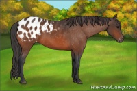 Horse Color:Bay Appaloosa 
