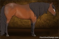 Horse Color:Buckskin 