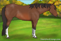 Horse Color:Bay Tobiano Rabicano 