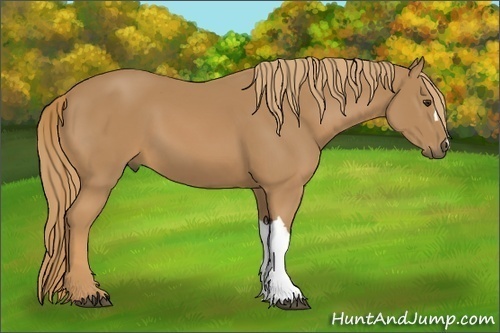 Horse Color: Unknown 