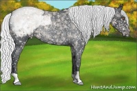Horse Color:Silver Blue Chinchilla Roan Appaloosa Rabicano 