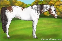 Horse Color:White Spotted Buckskin