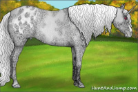 Horse Color:Silver Sable Champagne Chinchilla Ice Roan Appaloosa Rabicano 