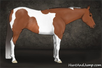 Horse Color:Bay Tobiano Rabicano 