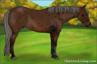 Horse Color:ERROR: UNKNOWN ANOMALY