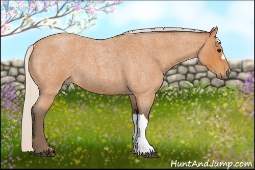 Horse Color: Silver Bay Roan 