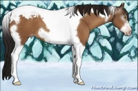 Horse Color:Gray Amber Champagne Tobiano Frame Varnish 