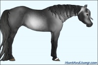 Horse Color:Gray Black 