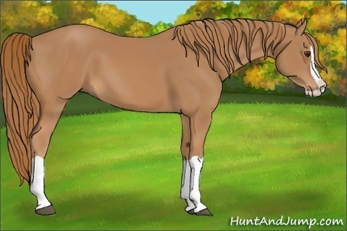 Horse Color: Chestnut Splash 