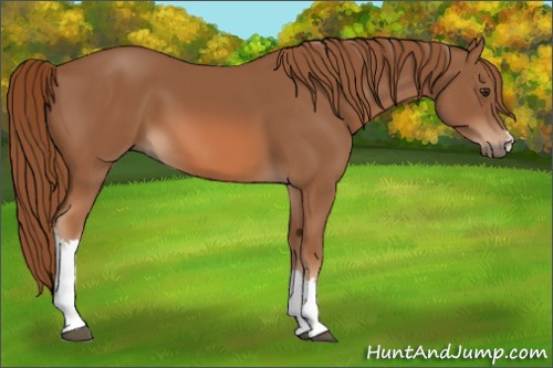 Horse Color: Chestnut 