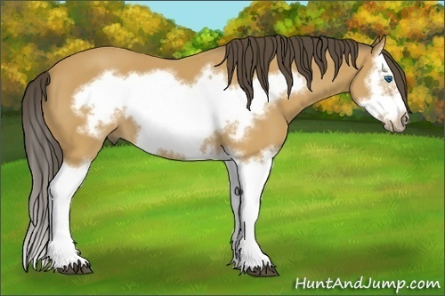 Horse Color: Buckskin Splash Frame 