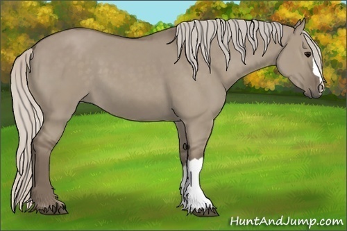 Horse Color:Silver Grullo 