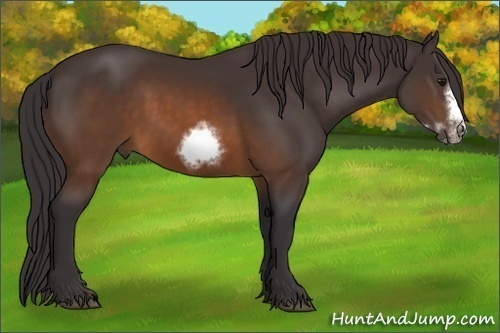 Horse Color: Buckskin Sabino Frame 