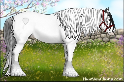 Horse Color:White Spotted Black Splash Tobiano 