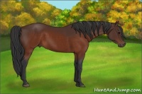 Horse Color:Brown 