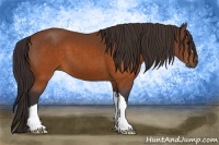 Horse Color:Buckskin 