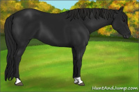 Horse Color:Gray Black 
