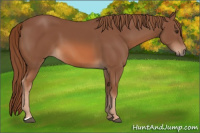 Horse Color:Liver Chestnut 