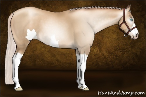 Horse Color:Unknown 