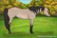 Horse Color:Bay Dun