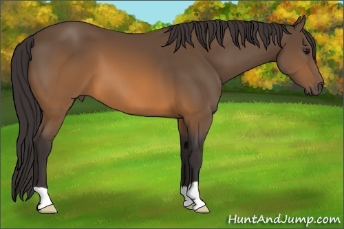 Horse Color:Unknown 