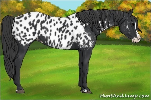 Horse Color:Black Splash Appaloosa 
