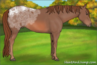 Horse Color:Liver Chestnut Ice 
