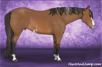 Horse Color:Bay Sabino